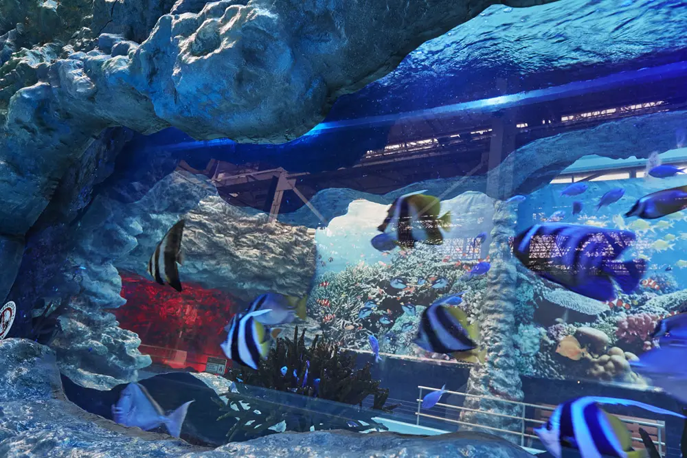 When you look through the tank, you get the illusion that the colorful fish fill the entire space.