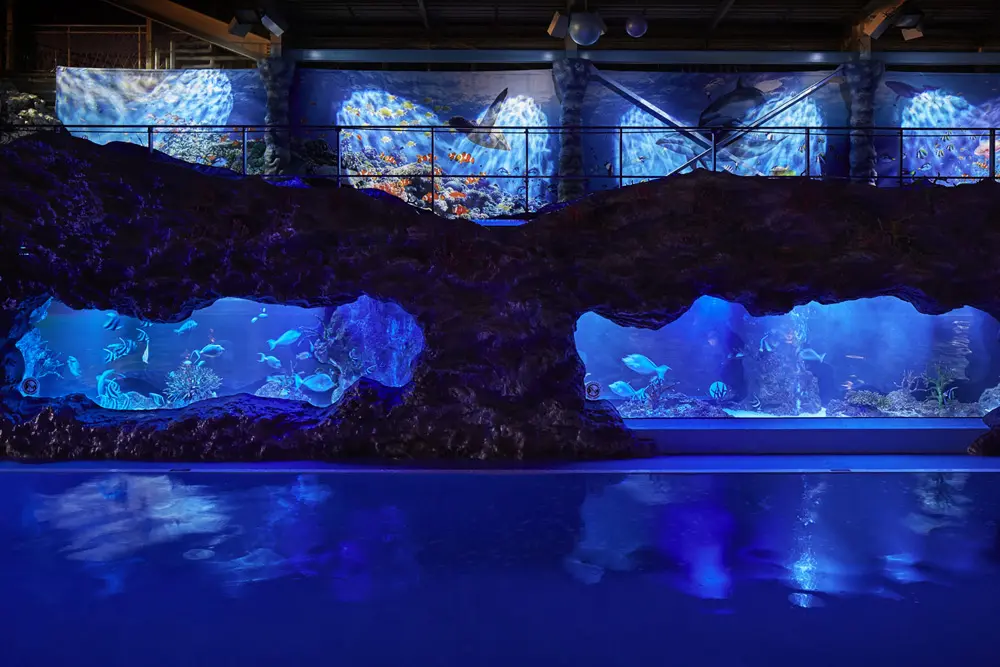 As the fish swim, sea creatures also appear on the wall graphics.