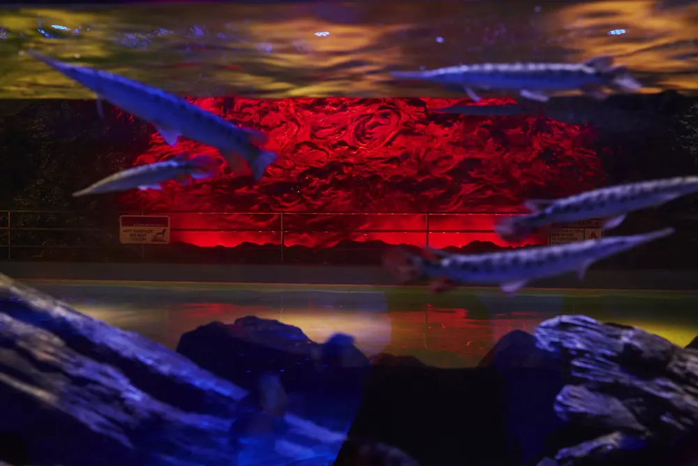 The contrast between the freshwater fish tank and the flames creates a fantastical worldview.