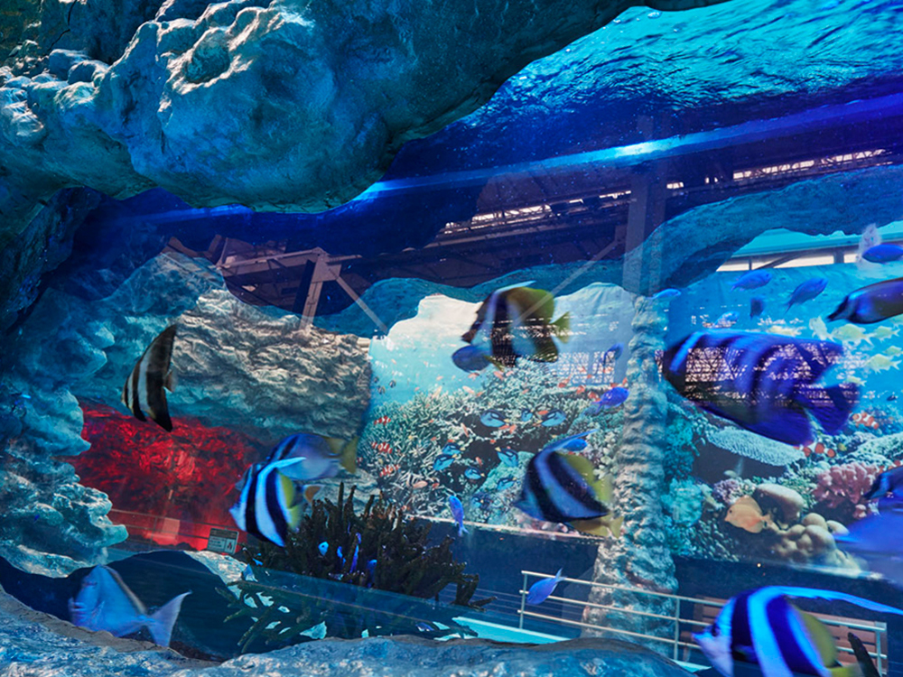 夏威夷温泉度假村流动的水族馆泳池“Fish Gorland”
