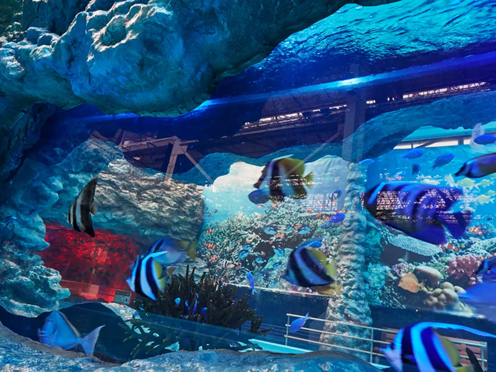 夏威夷温泉度假村流动的水族馆泳池“Fish Gorland”