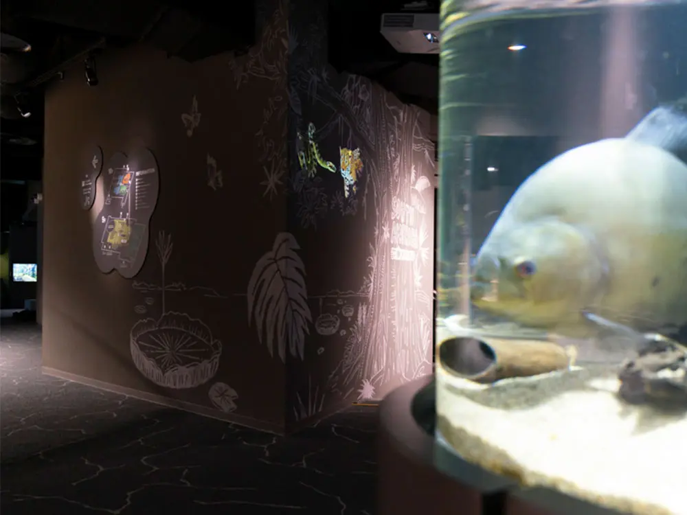 区域标志:动物从粉笔画的阴影中探出头来，水槽外也漂浮着活着的动物的气息，让人直观地感受到作为展示主题的水域整体的丰富自然