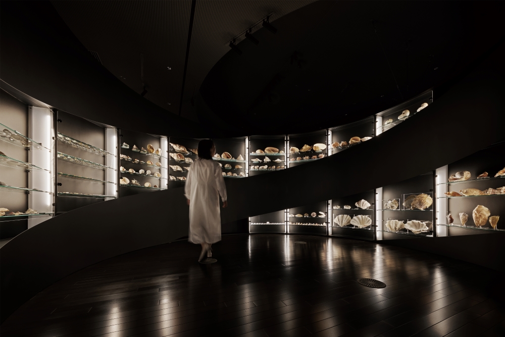 貝たちの部屋 ：修復された貝が巻貝を思わせる空間に展示され、来館者を包むこむ導入空間