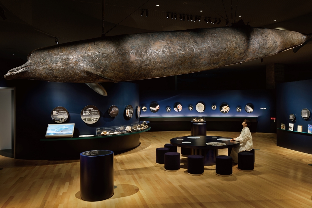 施設で最も大きなツチクジラの剥製「つっちぃ」が修復され、館のシンボルとして空中に浮かぶ
