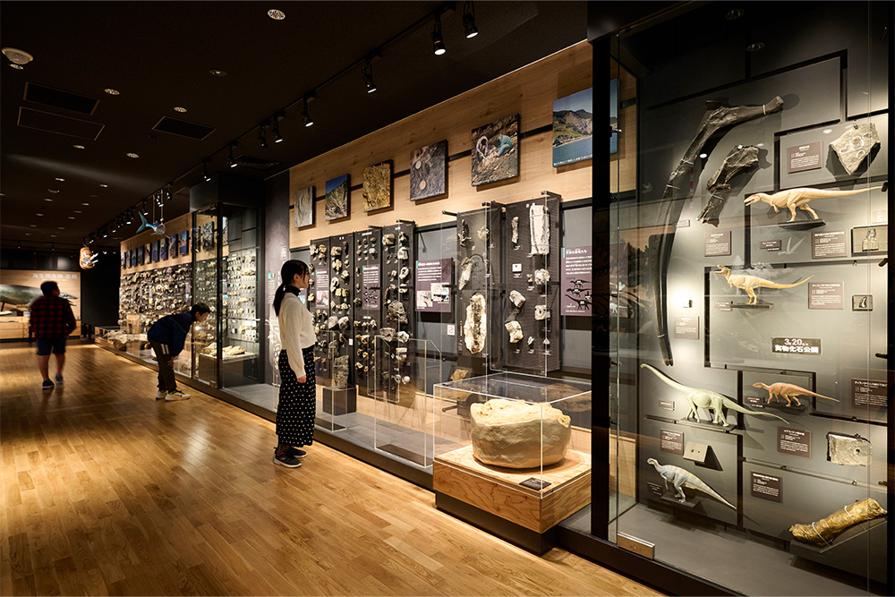 「白亜紀の天草」：膨大な天草産の化石を壁一面に展示。多くが露出展示のため、間近でじっくり観察できる